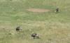 PICTURES/Wind Cave National Park/t_Wild Turkeys1.JPG